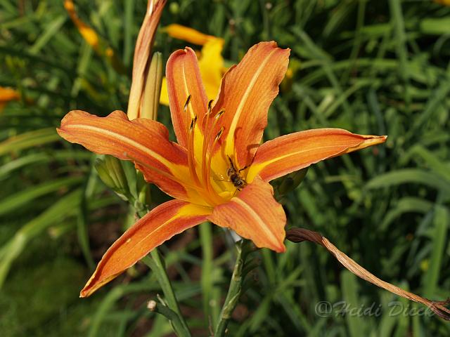 Hemerocallis Margret Perry.JPG